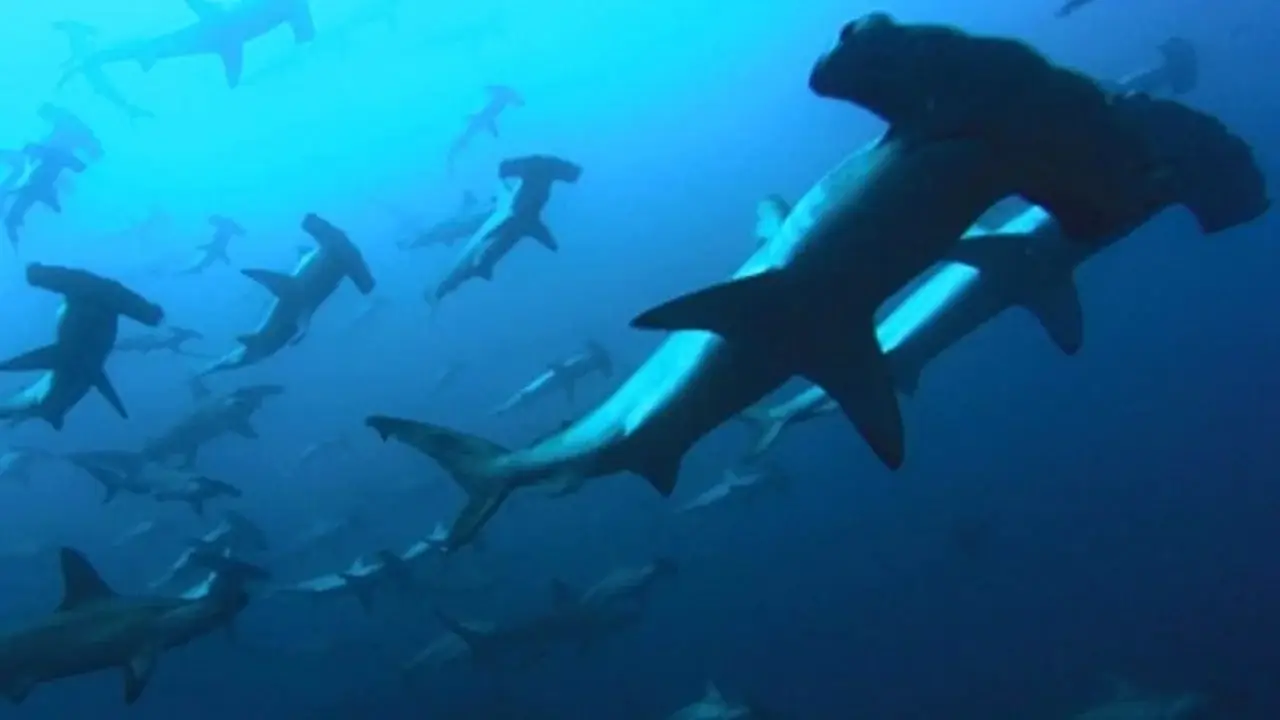 Deep Blue hdfilme