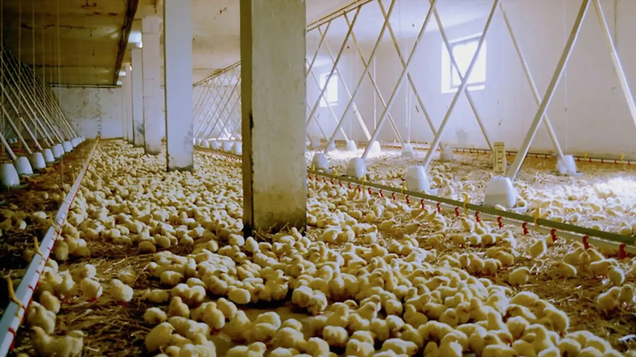 We Feed the World hdfilme