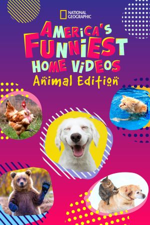 Amerikas lustigste Tiervideos hdfilme stream online