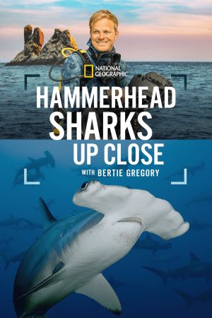 Hammerhead Sharks Up Close with Bertie Gregory hdfilme stream online